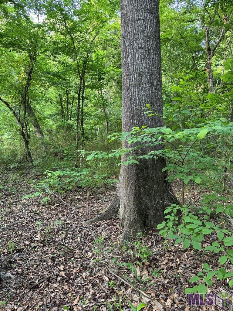 0 Ogden Road Woodville, MS 39669 - Photo 8 of 17 Gallery Image 8