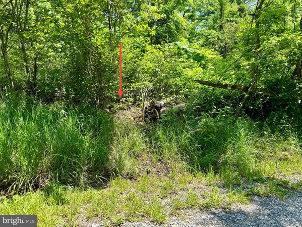 a view of a lush green forest