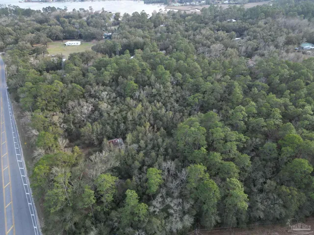 a view of a forest with trees all around