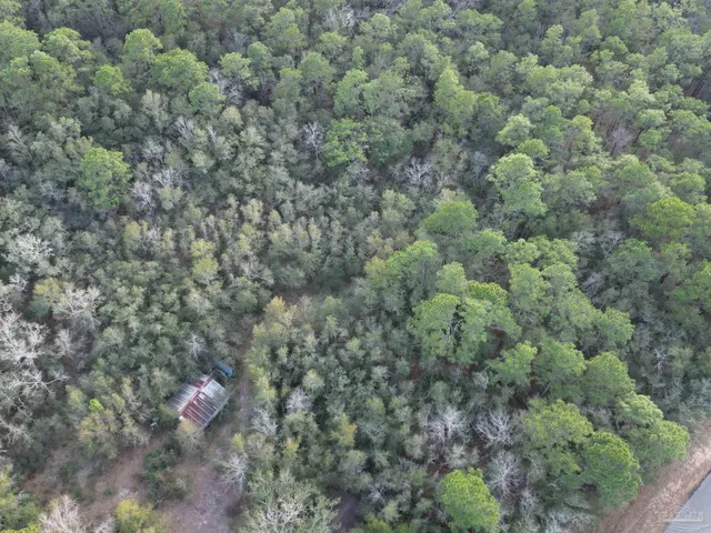 a view of a forest with a tree