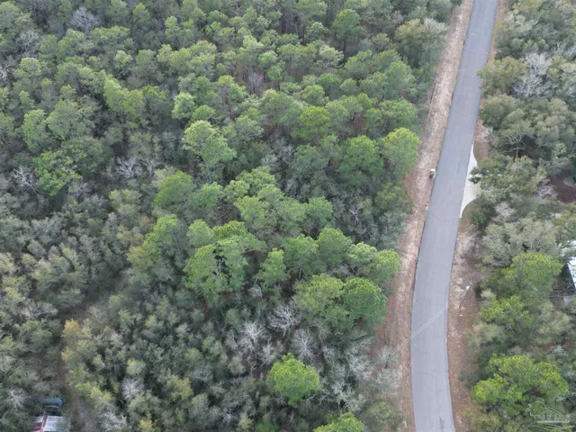 a view of a forest with a tree