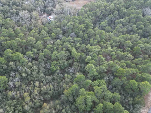 a view of a field with a tree