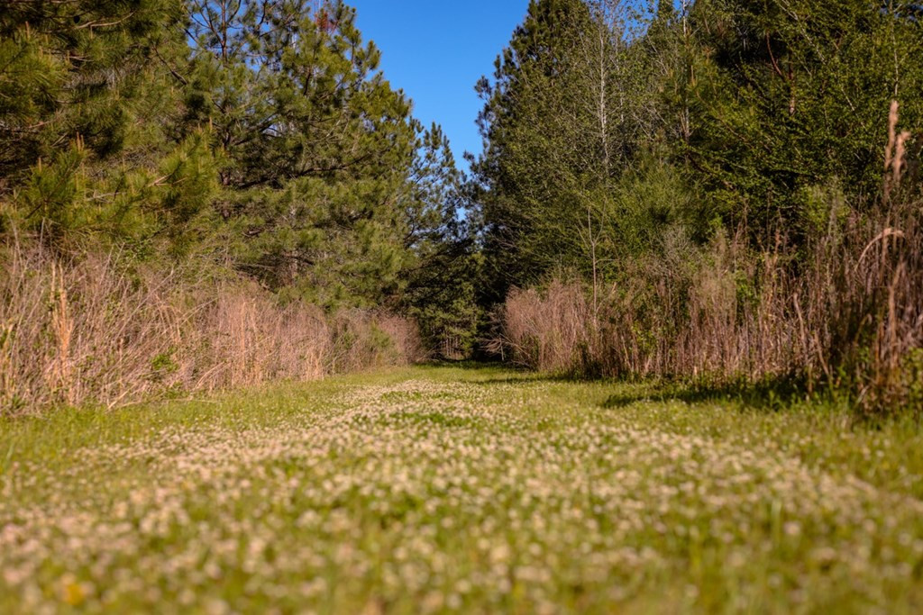 6596 McBride Road Pattison, MS 39144 - Photo 4 of 30 Photo 4
