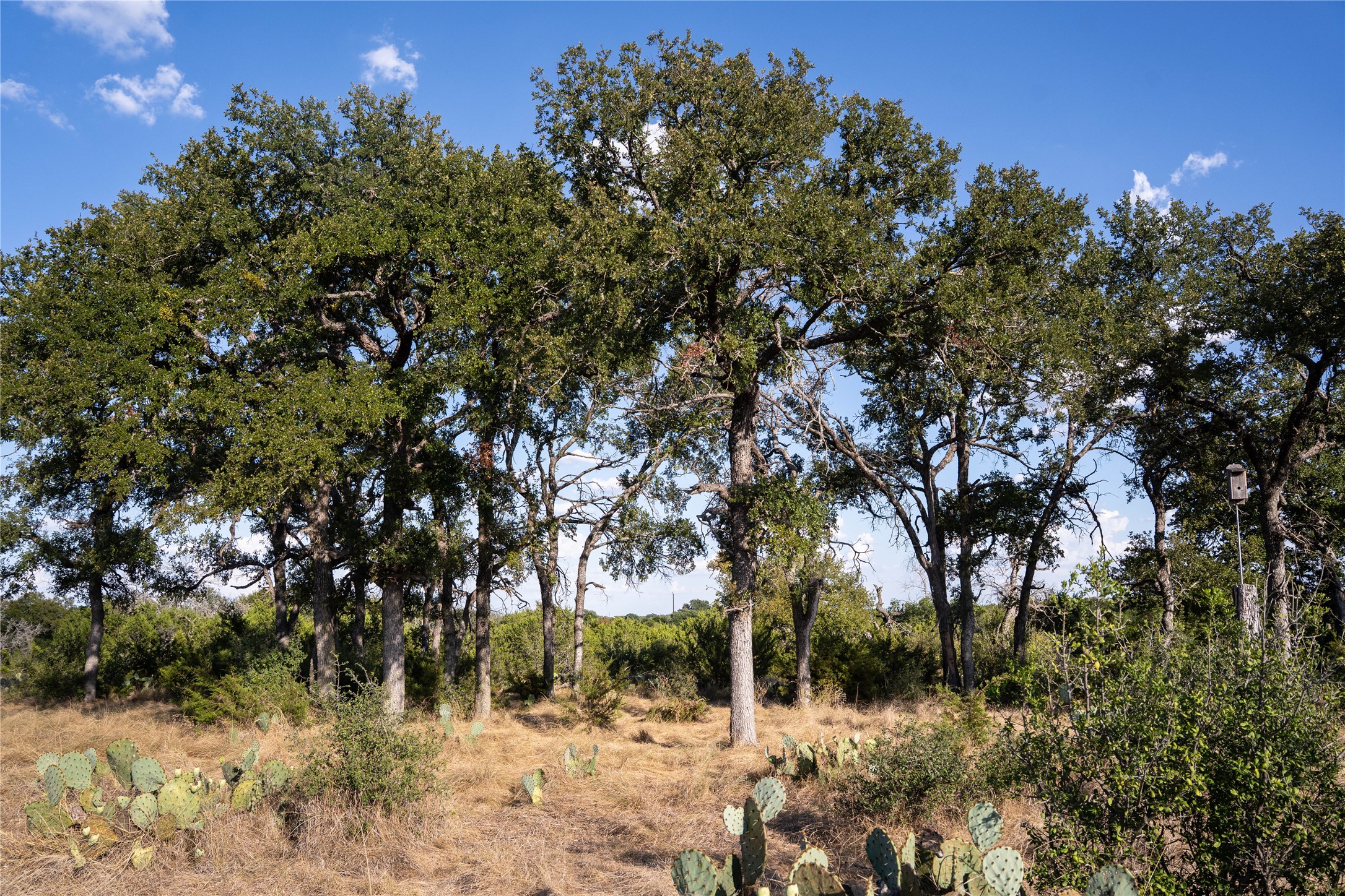 4719 Private Road, Unit 4718 Kempner, TX 76539 - Photo 29 of 38 Several different Oak groves