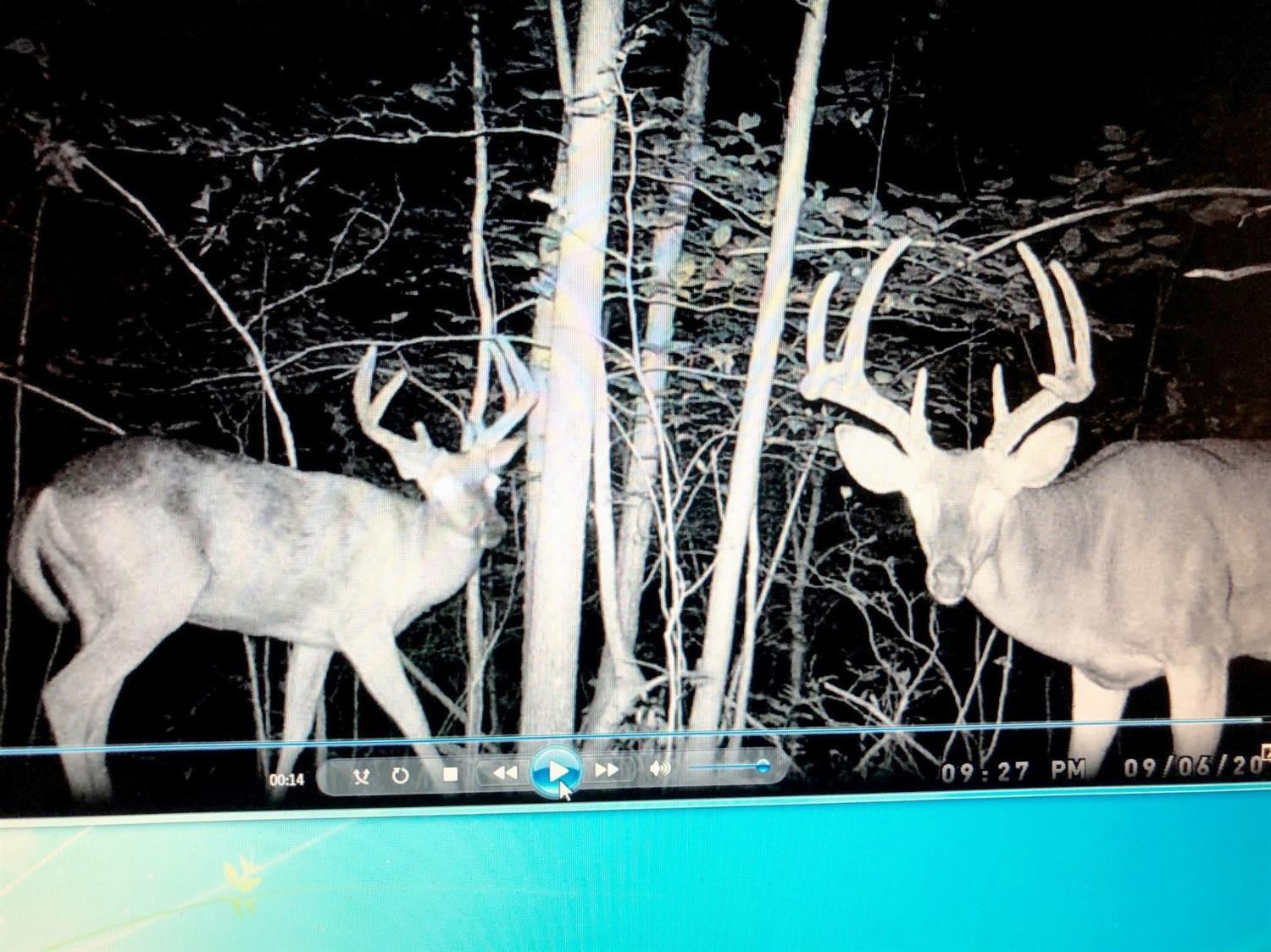 106 Middle Fork Road Irvine, KY 40336 - Photo 8 of 14 The rut is in full effect!