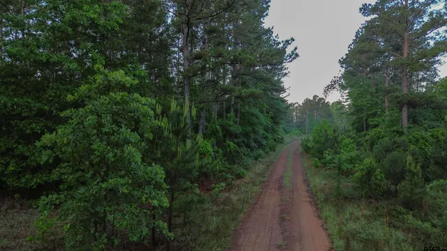 a view of a pathway both side of green space