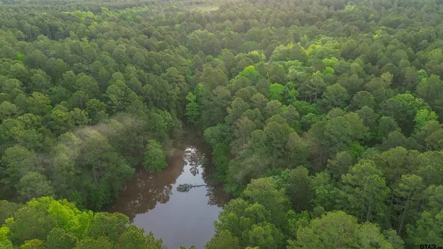 a view of a forest with a street