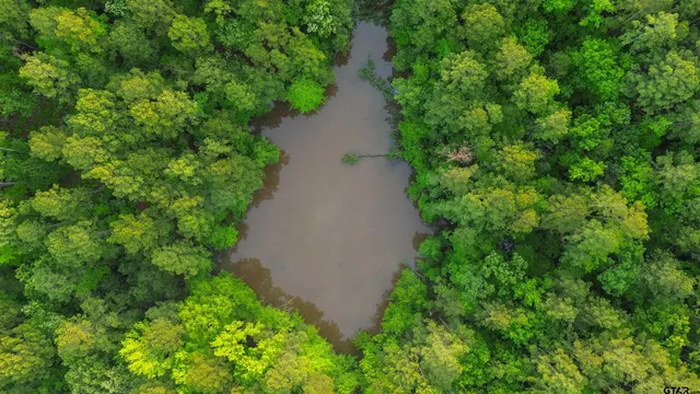 a view of a garden with plants and large trees