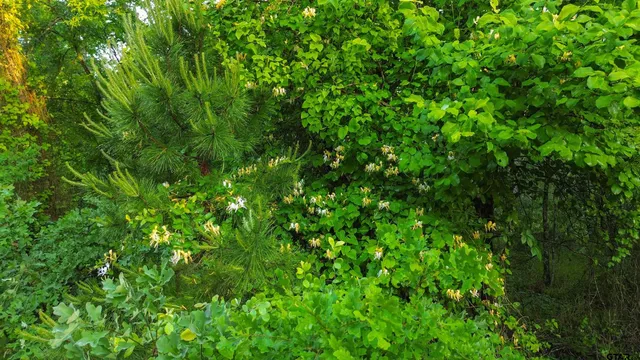a view of a lush green space