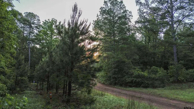 a view of a forest with trees in front of it