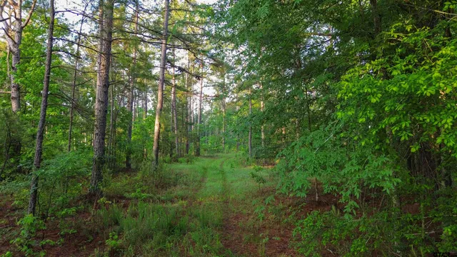 a view of a lush green forest