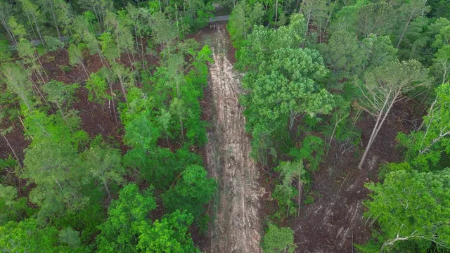 a view of a forest with trees