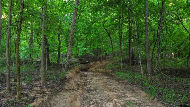 a view of a forest that has large trees