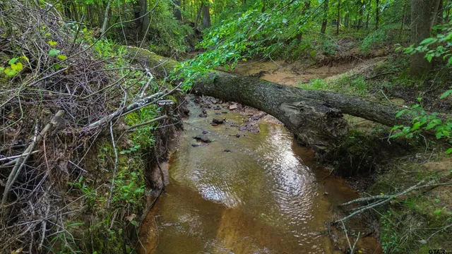 a view of a garden with a lake