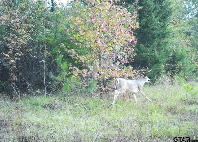 a view of a lush green forest