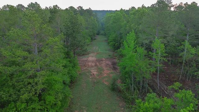 a view of a forest with a street