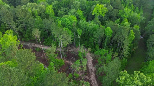 a view of a lush green forest with lots of trees