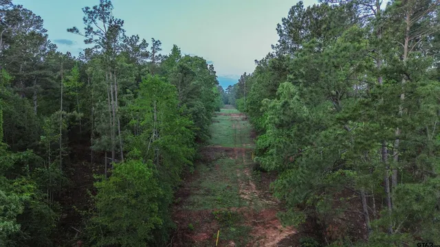 a view of a forest with lots of trees