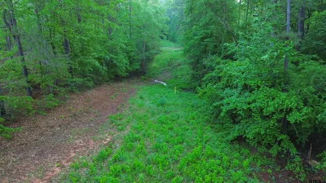 a view of a yard with a trees