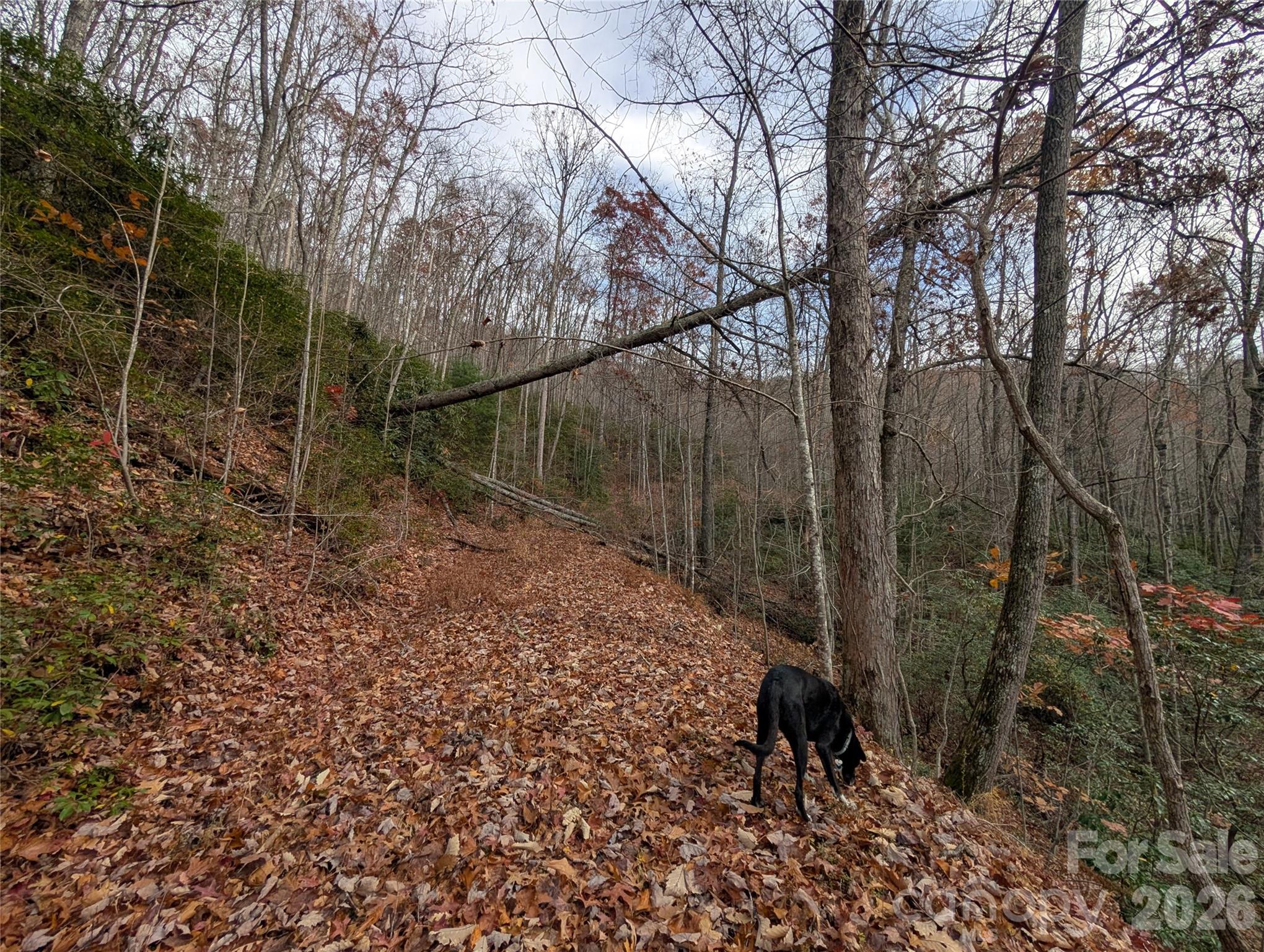 0 Halls Chapel Road Burnsville, NC 28714 - Photo 5 of 47