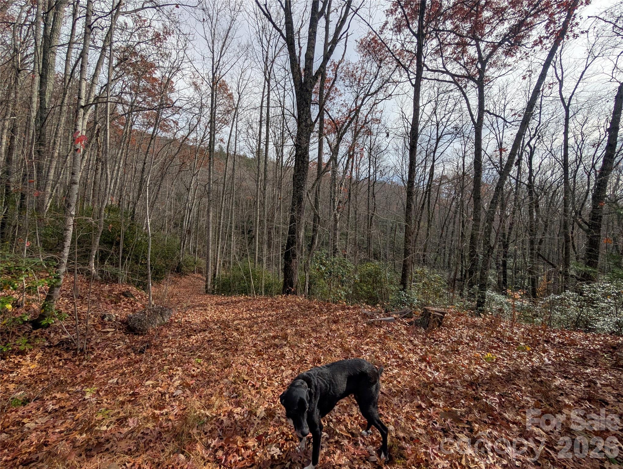 0 Halls Chapel Road Burnsville, NC 28714 - Photo 8 of 47