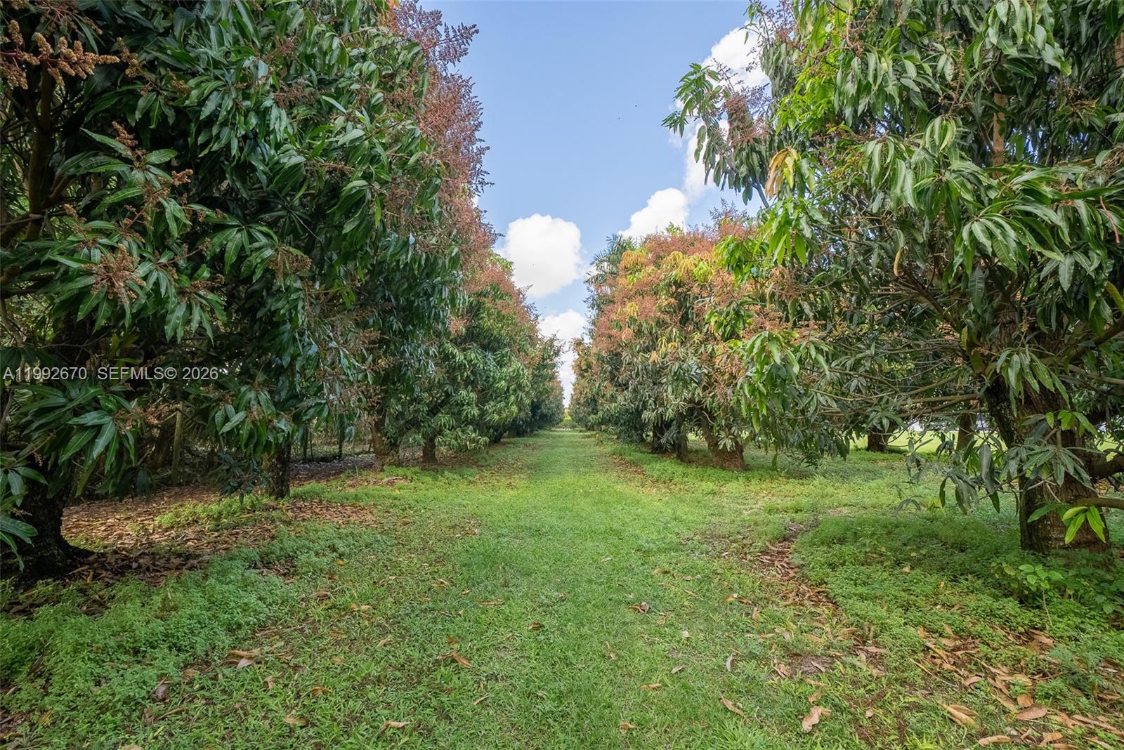 17950 Southwest 192nd Street Miami, FL 33187 - Photo 28 of 31 Mango Grove