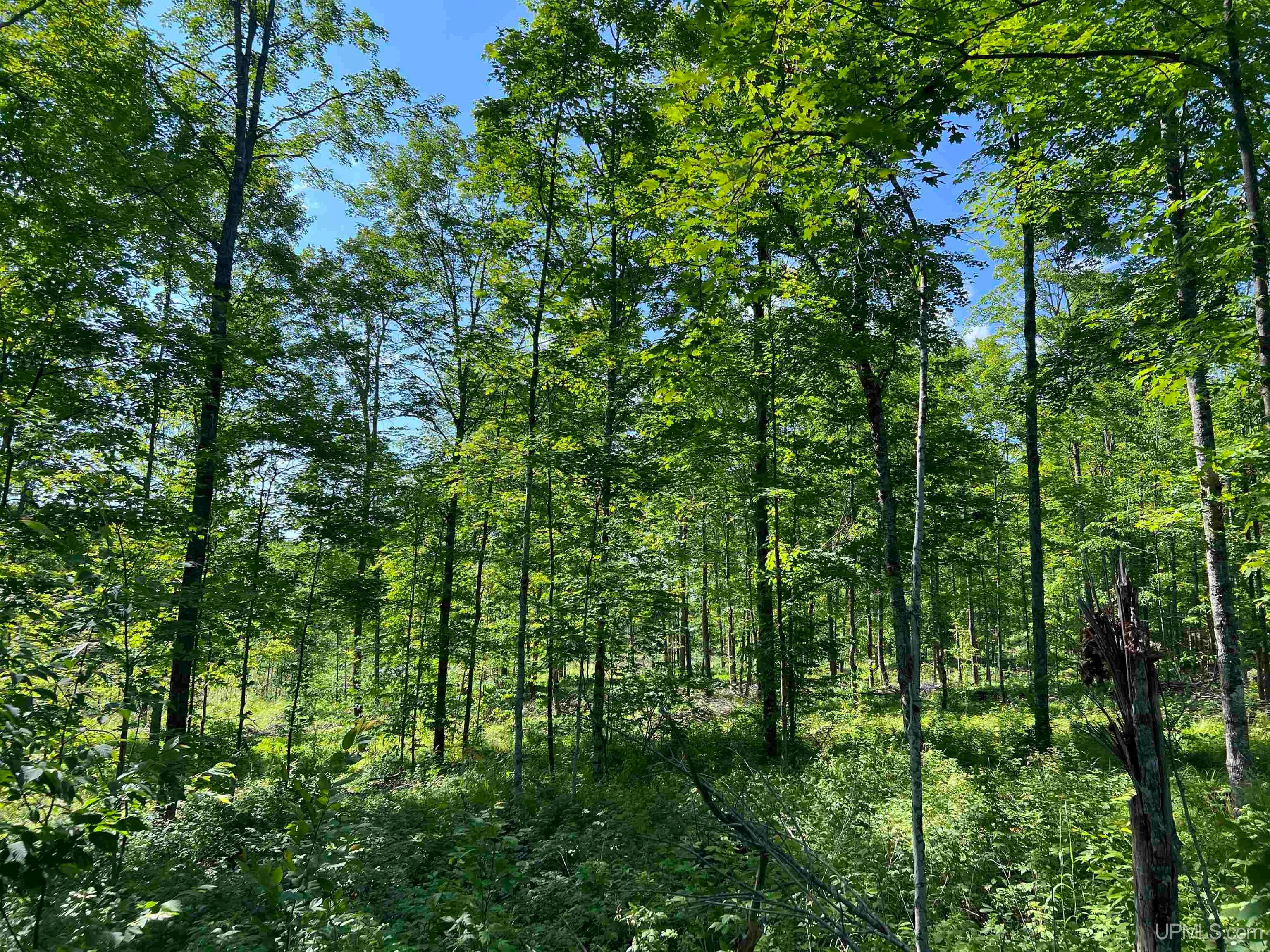 Tbd North County Line Road Sagola, MI 49920 - Photo 8 of 46 Gallery Image 8
