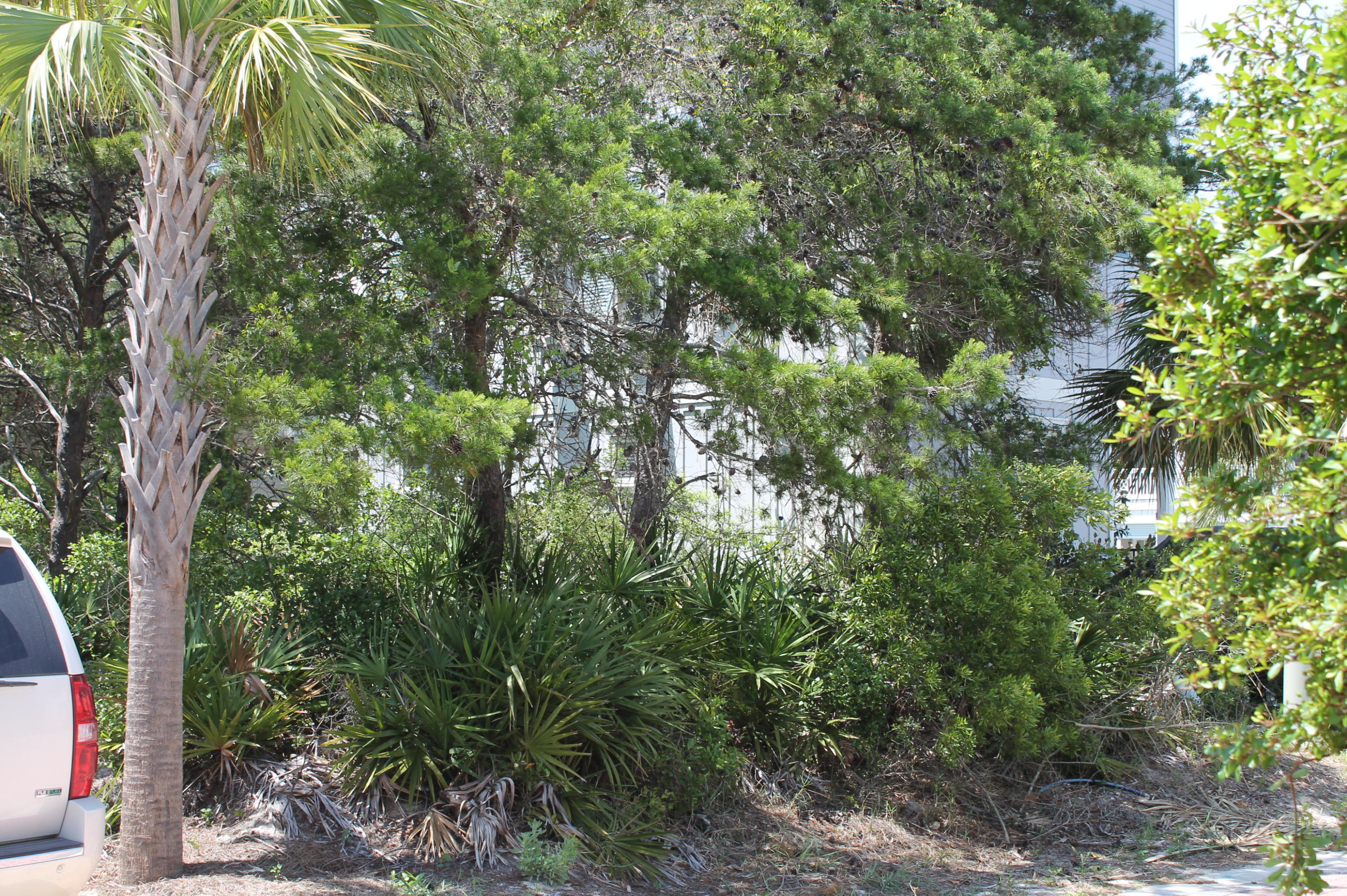 Lot 7 Lazy Day Ln Inlet Beach, Unit LOT 7 Inlet Beach, FL 32461 - Photo 3 of 12 a view of a city with lush green forest