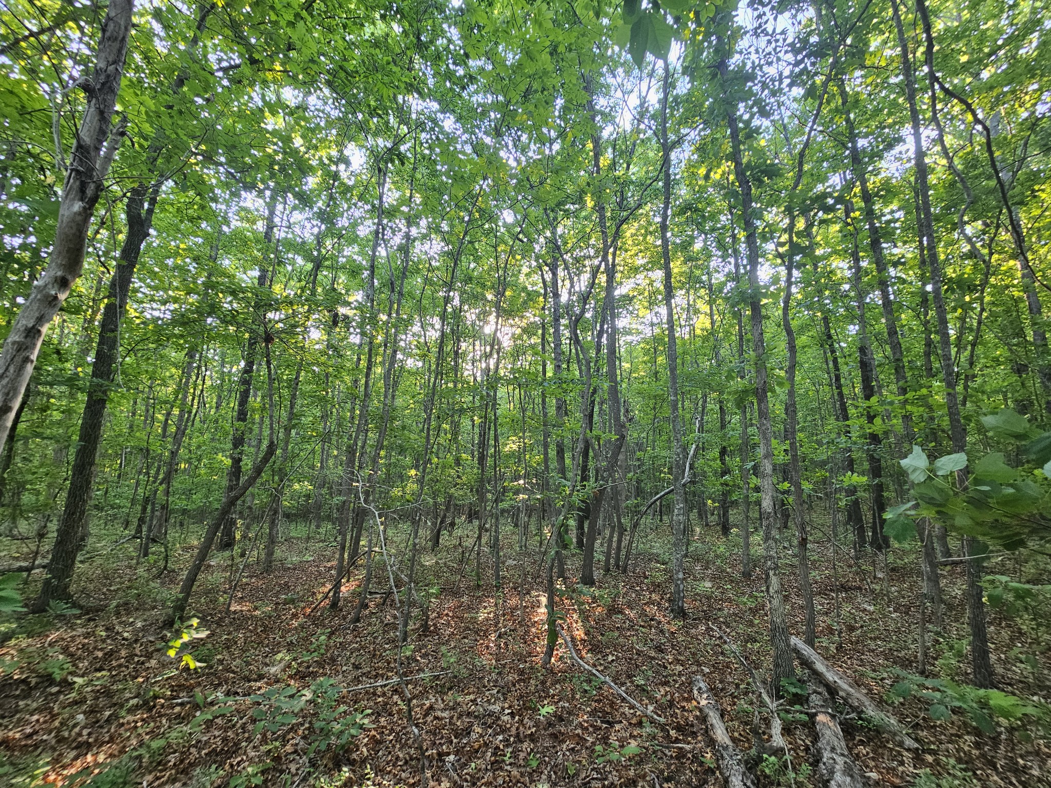 10 Griswold Road Altamont, TN 37301 - Photo 21 of 35 a view of forest