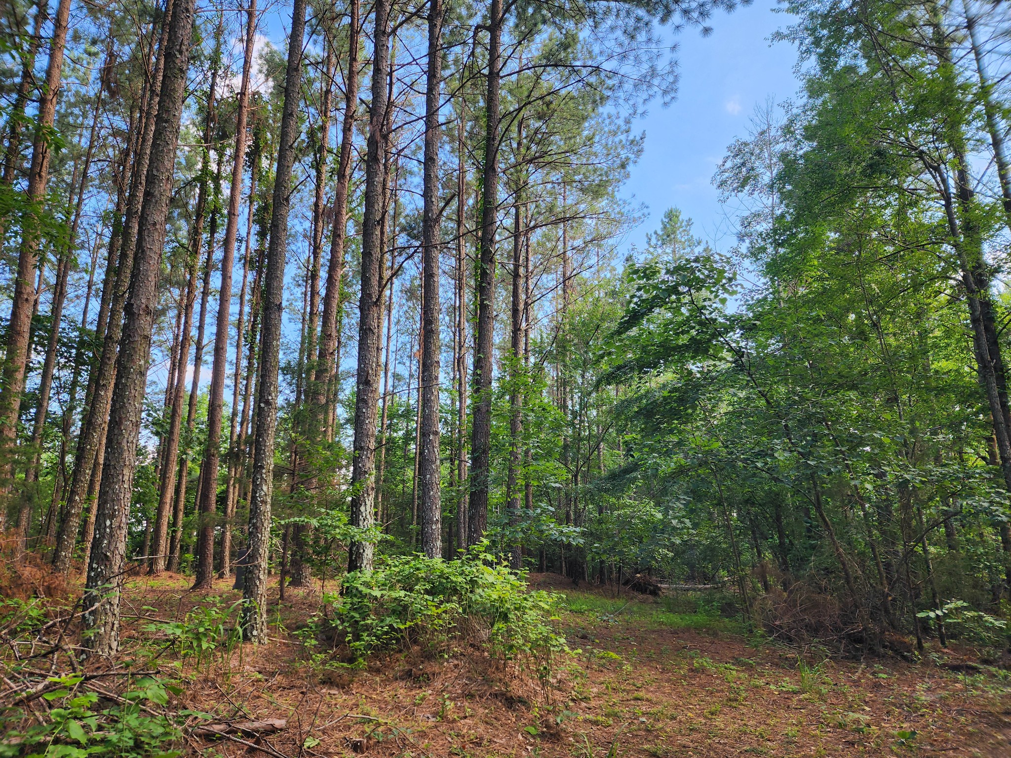 0 Sinking Creek Road Linden, TN 37096 - Photo 14 of 23