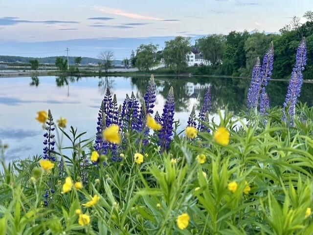 63 Federal Street Wiscasset, ME 04578 - Photo 71 of 99 Lupine