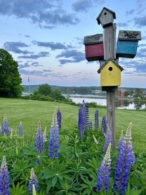 63 Federal Street Wiscasset, ME 04578 - Photo 78 of 99 Iris & Birdhouse