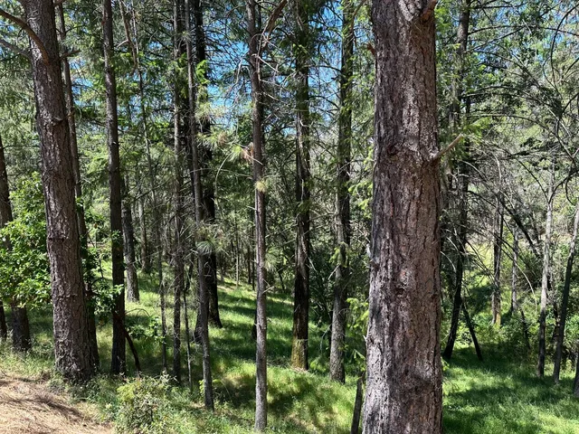 a view of a forest with trees