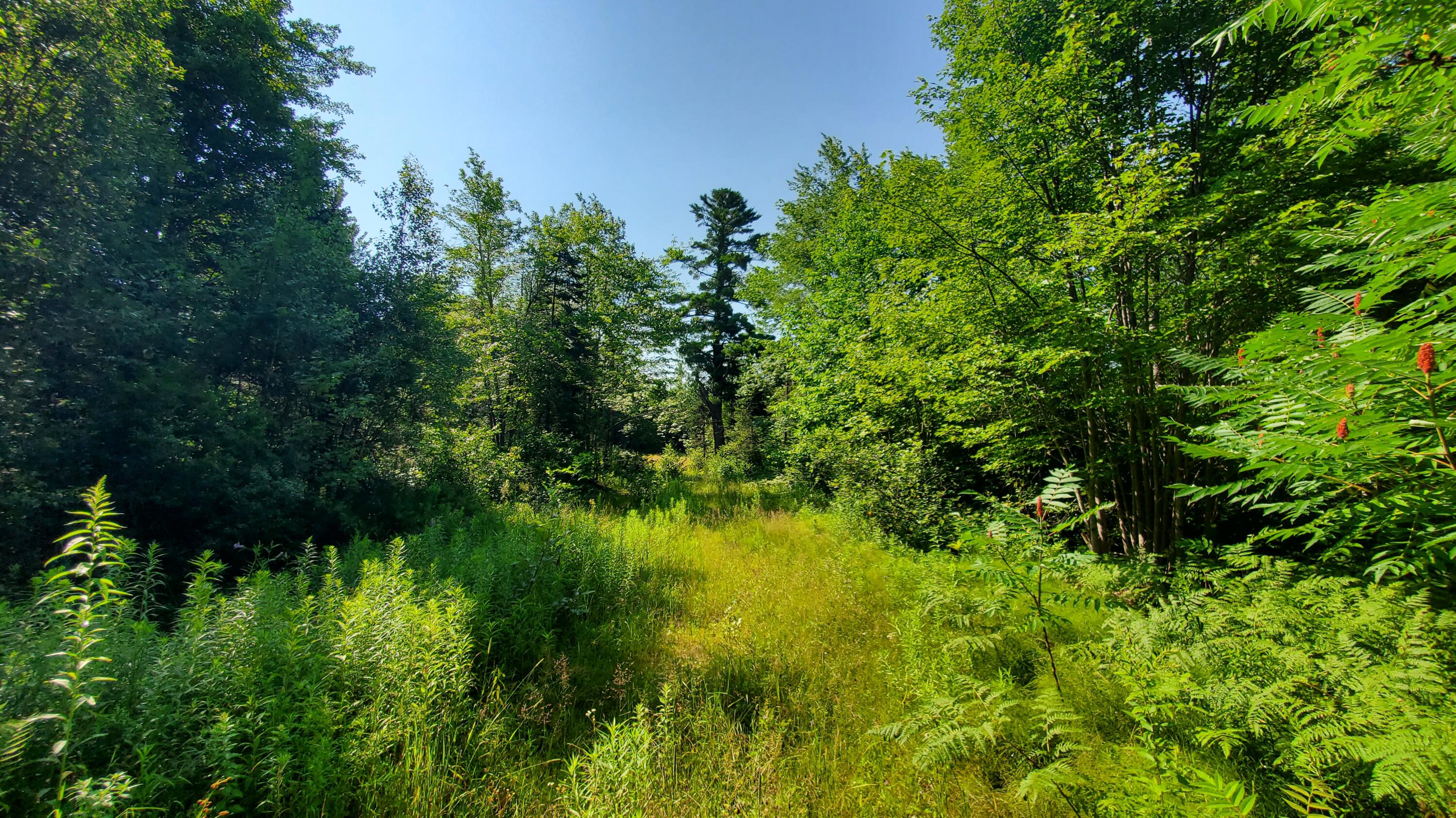 202 Lower Cross Road Hudson, ME 04449 - Photo 6 of 44 20240717_093530