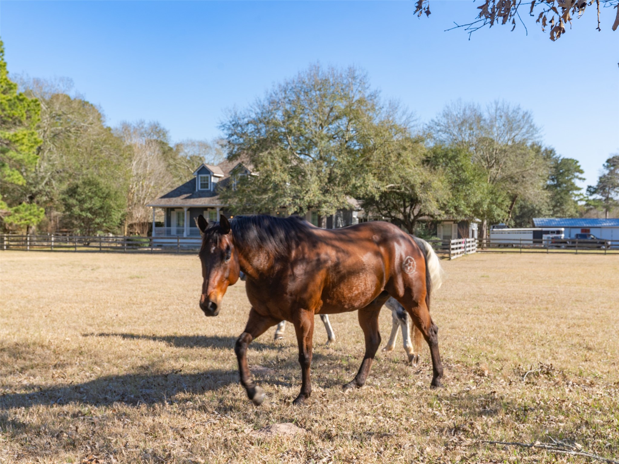 36003 Post Oak Circle Magnolia, TX 77355 - Photo 34 of 50 a view of yard with tree s