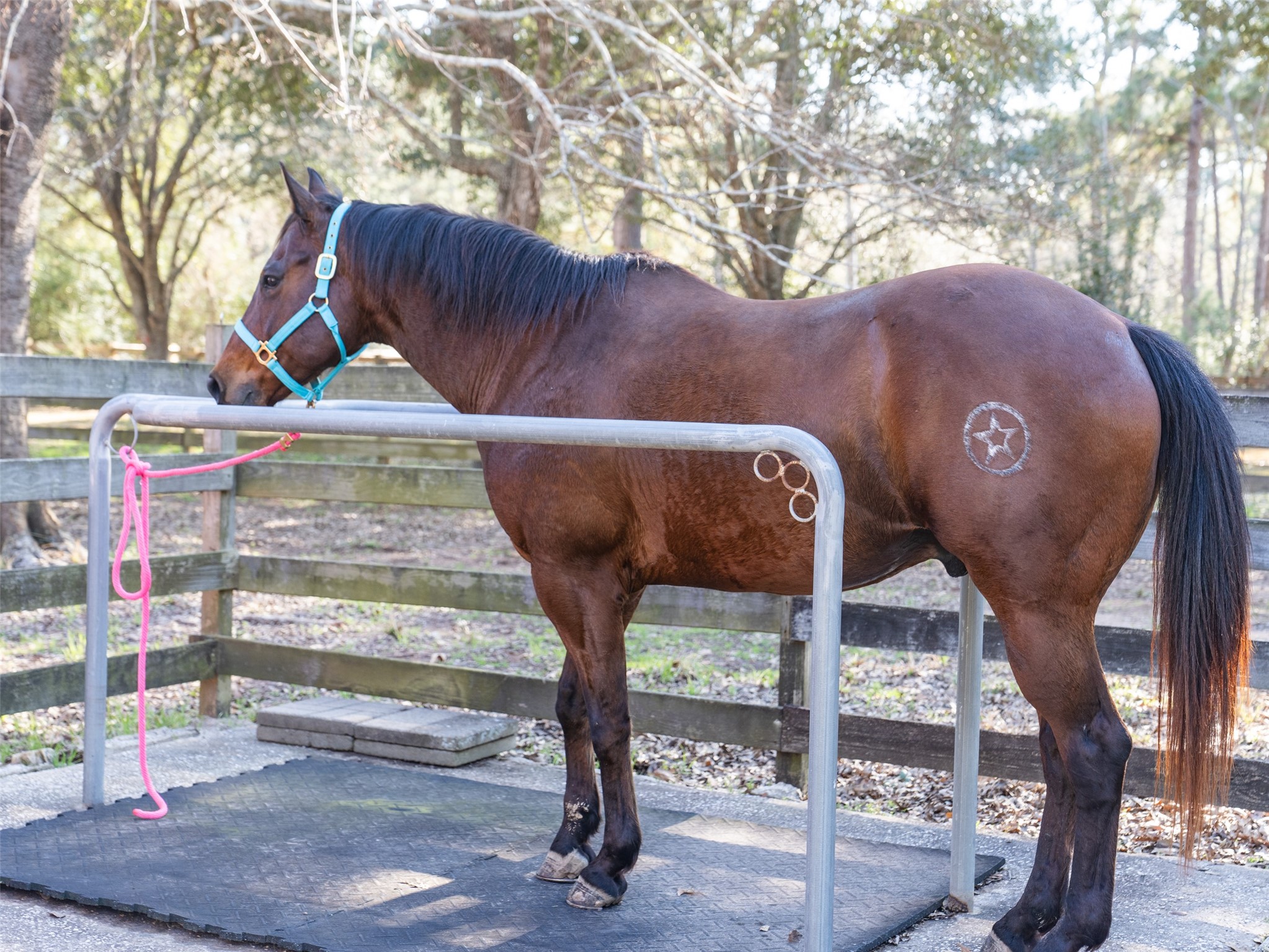 36003 Post Oak Circle Magnolia, TX 77355 - Photo 35 of 50 a view of entryway and tree