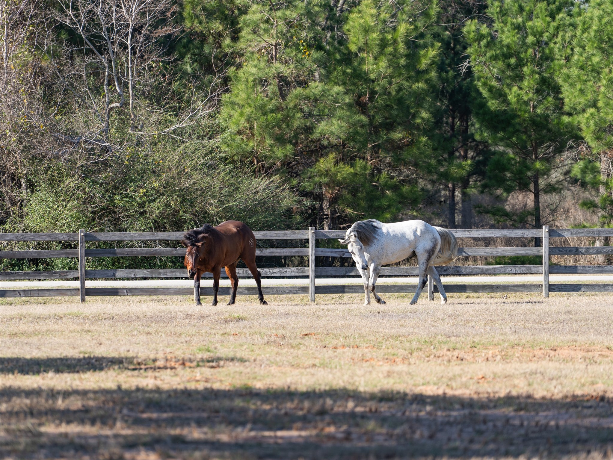 36003 Post Oak Circle Magnolia, TX 77355 - Photo 44 of 50 a view of park with furniture