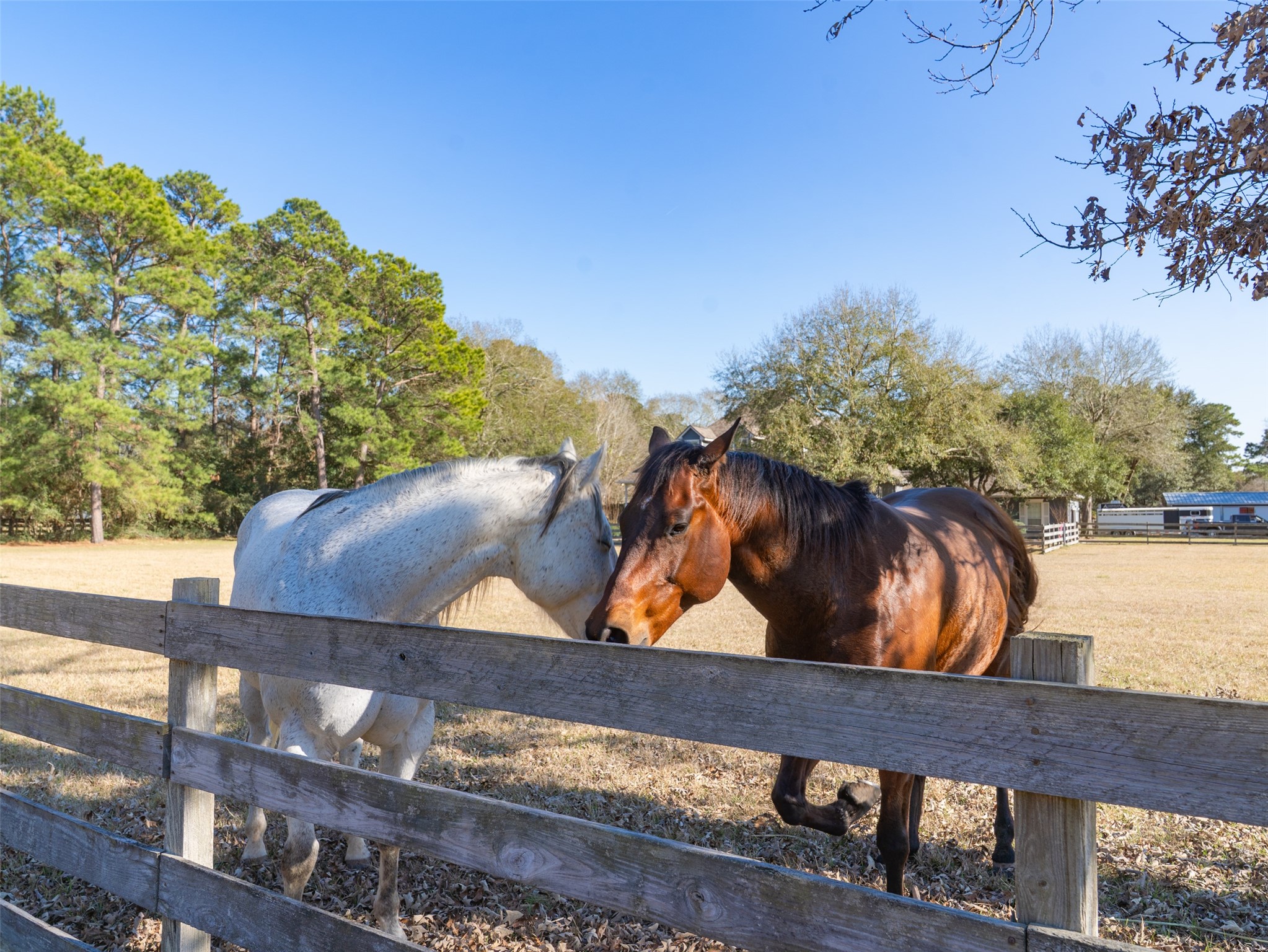 36003 Post Oak Circle Magnolia, TX 77355 - Photo 45 of 50 a view of a back yard of the house
