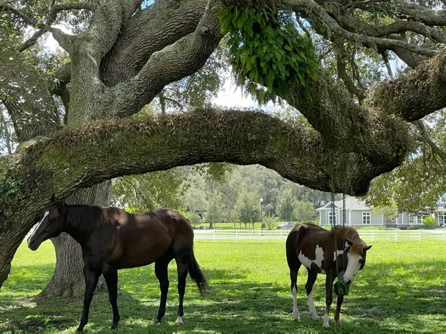 $2,495,000 | 209 Kentucky Blue Circle, Apopka, FL 32712