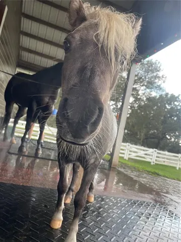 $2,495,000 | 209 Kentucky Blue Circle, Apopka, FL 32712