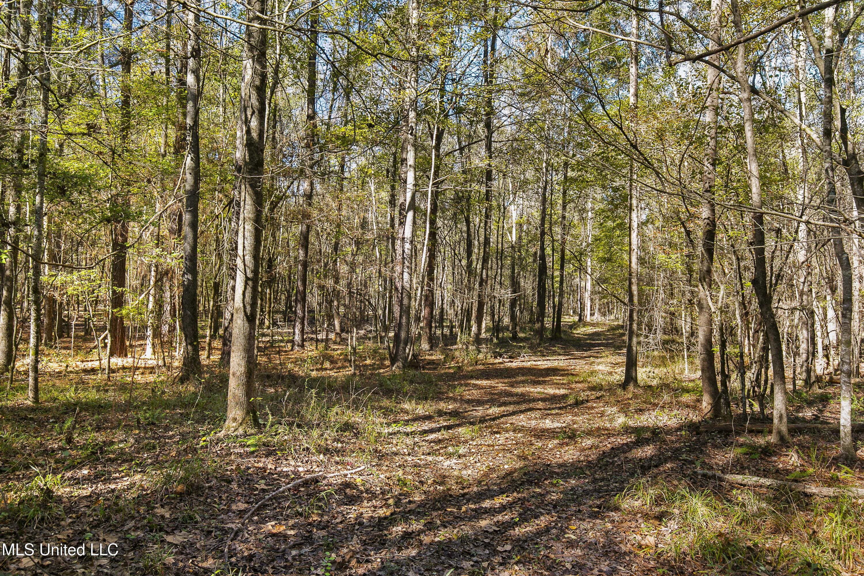 347.14 Acres Bridges Road Brandon, MS 39042 - Photo 26 of 39 Bridges Rd-118