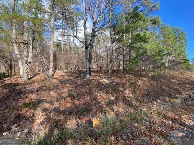 a view of a yard with large trees