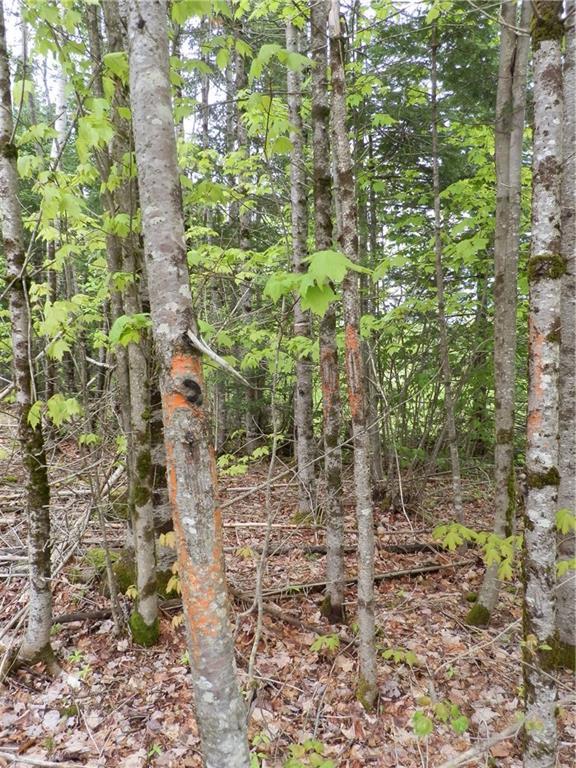 Lot 7 East Bottle Lake Road Springfield, ME 04487 - Photo 13 of 16 Photo