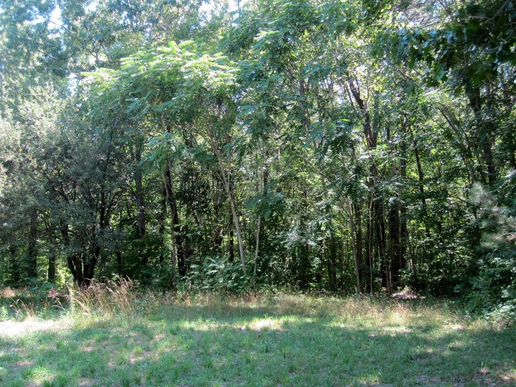 690 Davis Lowground Road Keysville, VA 23947 - Photo 3 of 7 Gallery Image 3