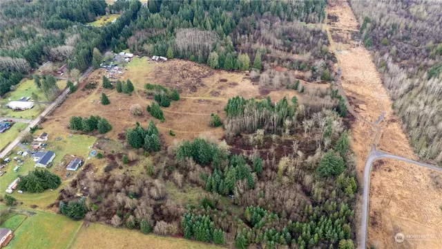 a view of a yard with plants and large trees