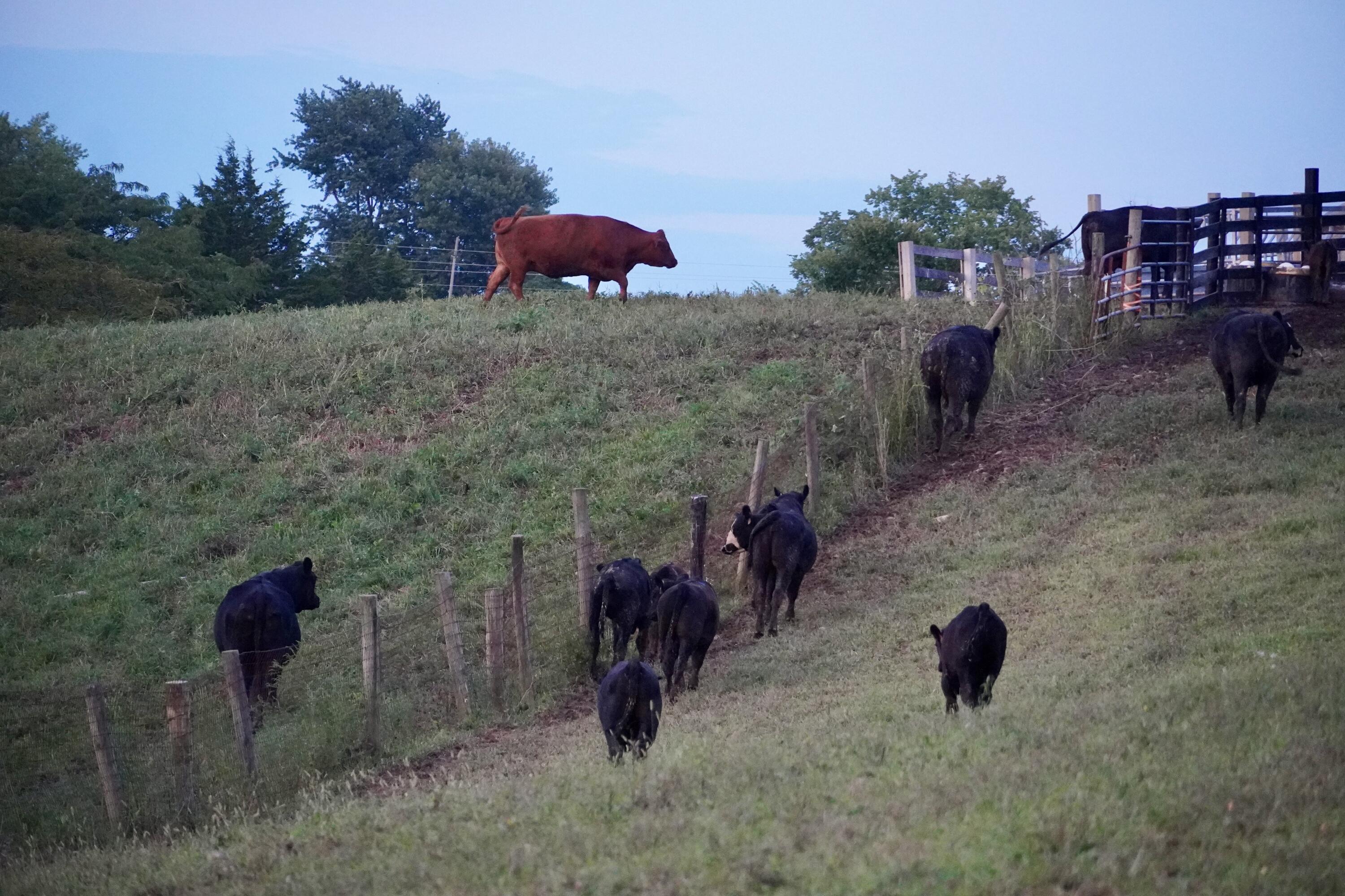 6265 Georgetown Road Owenton, KY 40359 - Photo 120 of 149 OWEN24043