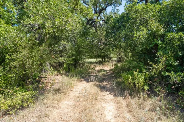 a view of a yard with plants and tree