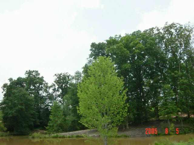 135 & Joyce Road Easley, SC 29640 - Photo 4 of 8