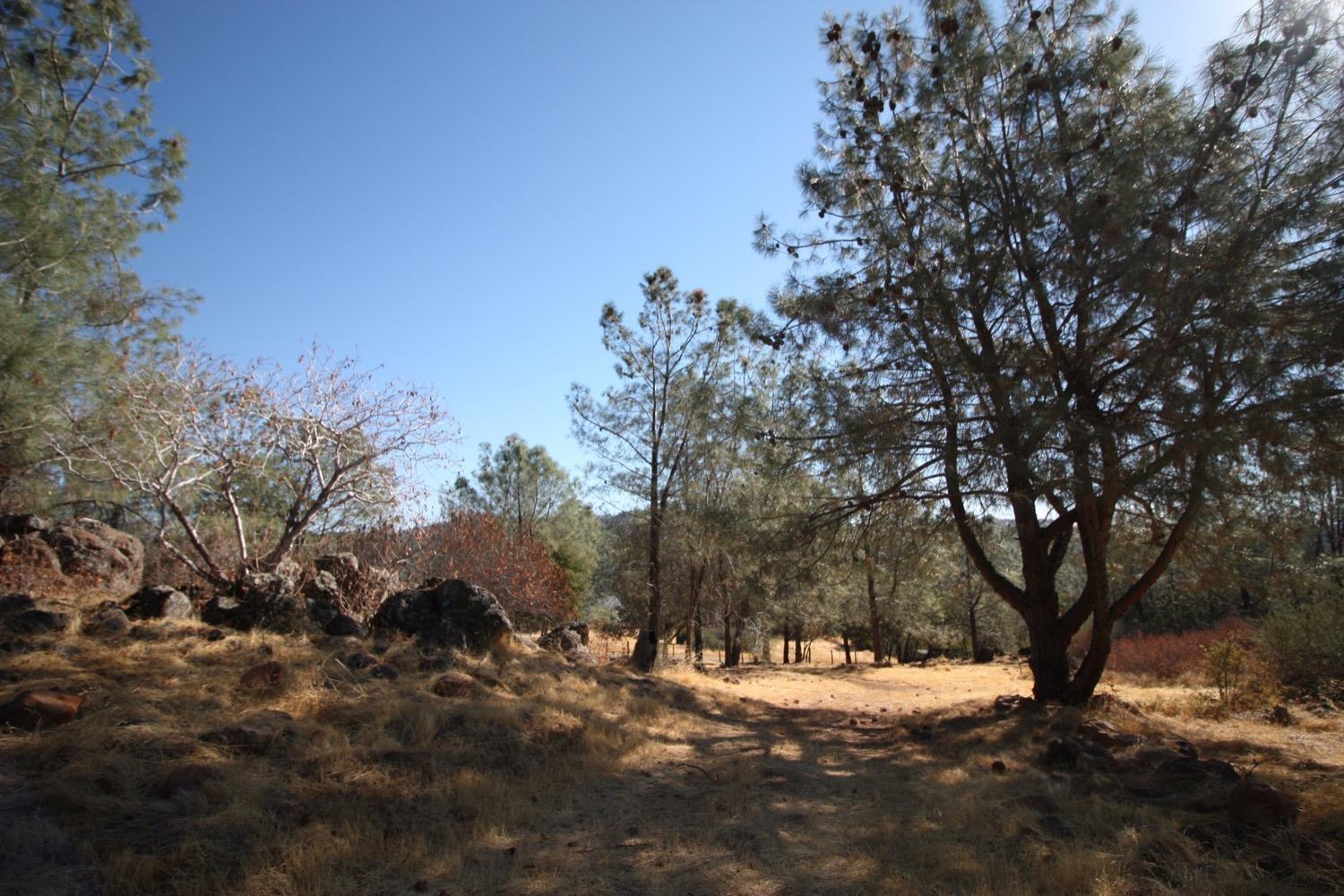 12068 Shepard Road Smartsville, CA 95977 - Photo 2 of 7 a view of a yard with a tree