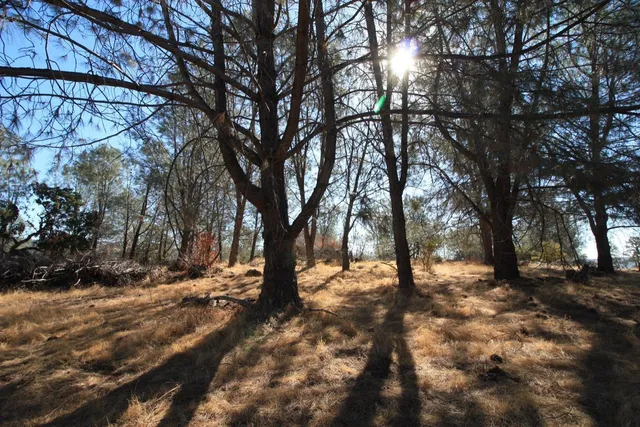 a view of outdoor space with lots of trees